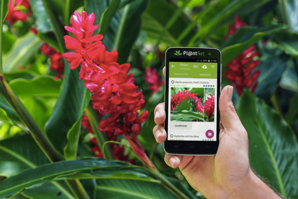 Flower identification app for wedding designers and planners