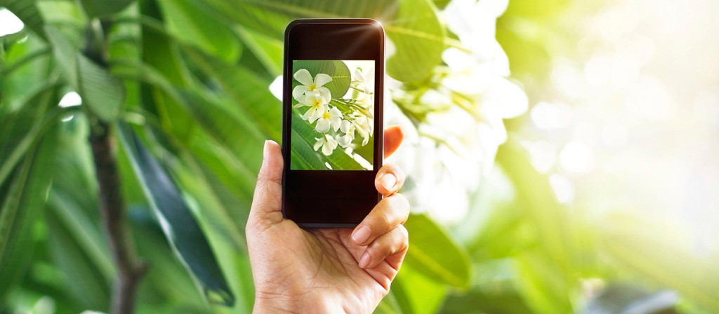 Appllication pour reconnaître les fleurs